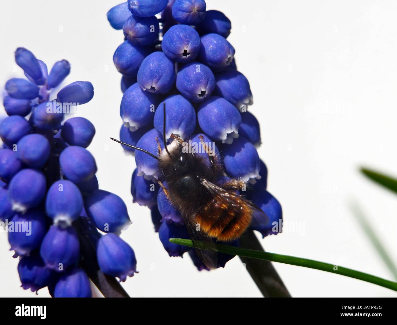 Isolierte Makronaht einer europäischen Obstbaumbiene (Osmomia cornuta), die Pollen einer violetten Traubenhyazinthe (Muscari botryoides) sammelt. Bonn, Deutschland in Stockfoto