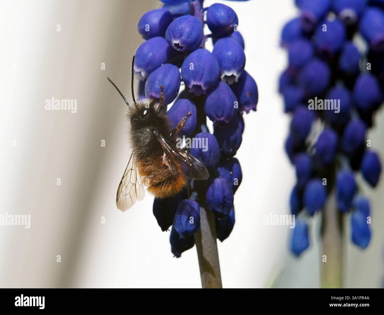 Isolierte Makronaht einer europäischen Obstbaumbiene (Osmomia cornuta), die Pollen einer violetten Traubenhyazinthe (Muscari botryoides) sammelt. Bonn, Deutschland in Stockfoto