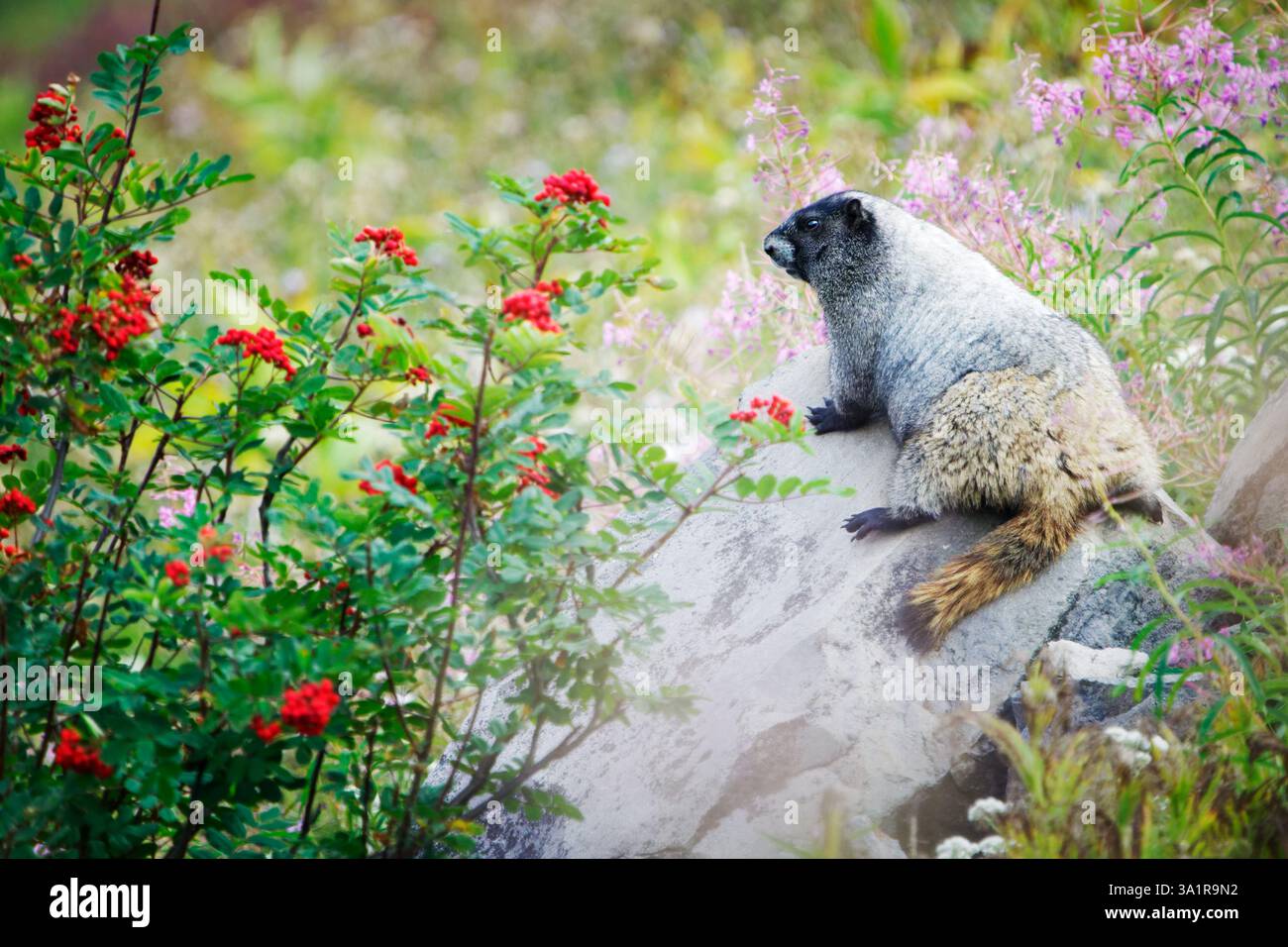 Murmeltier (Marmota caligata) auf Felsen in einer subalpinen Wiese mit Wildblumen, Mount Rainier National Park, Pierce County, Washington, USA Stockfoto