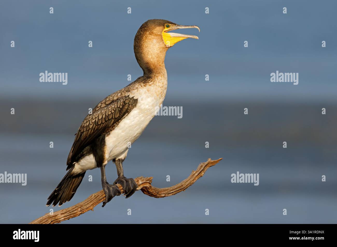 Ein Weißbrust-Kormoran (Phalacrocorax lucidus) auf einem Zweig im Pilanesberg-Nationalpark, Südafrika Stockfoto