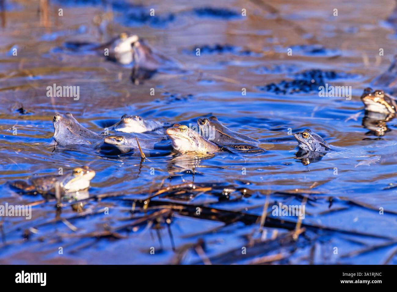 Viele Moorfrosche mit Laichen von Eiern in der Brutsaison in einem Teich Stockfoto