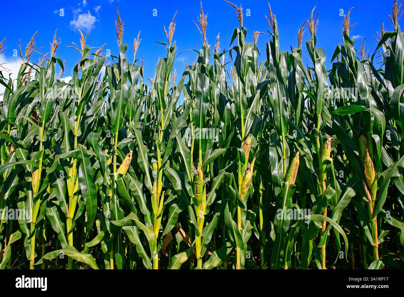 Maisfelder, die Ernteszene Stockfoto