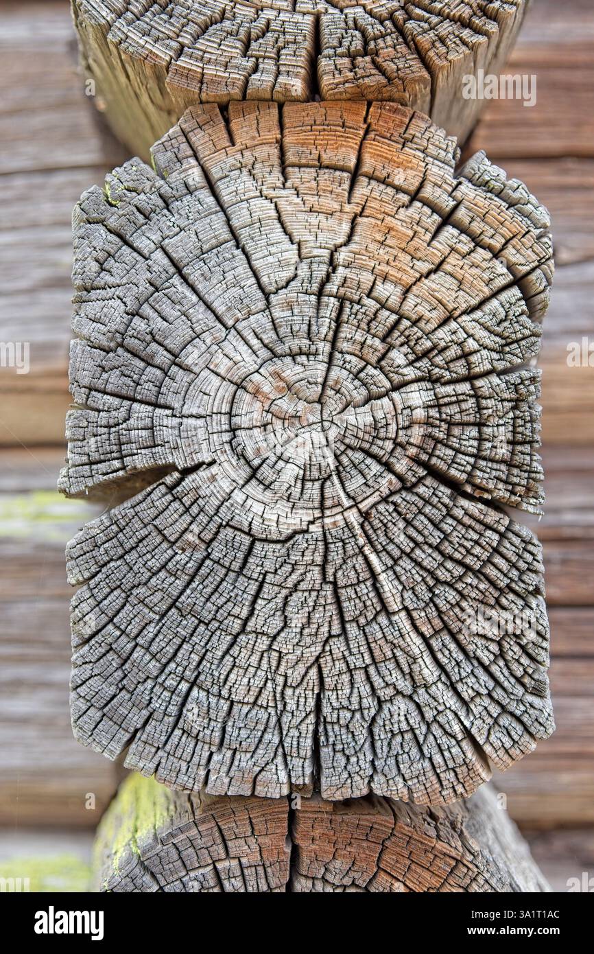 Nahaufnahme des Schnittes eines alten verwitterten Baumstammes mit Rissen und Jahresringen. Stockfoto