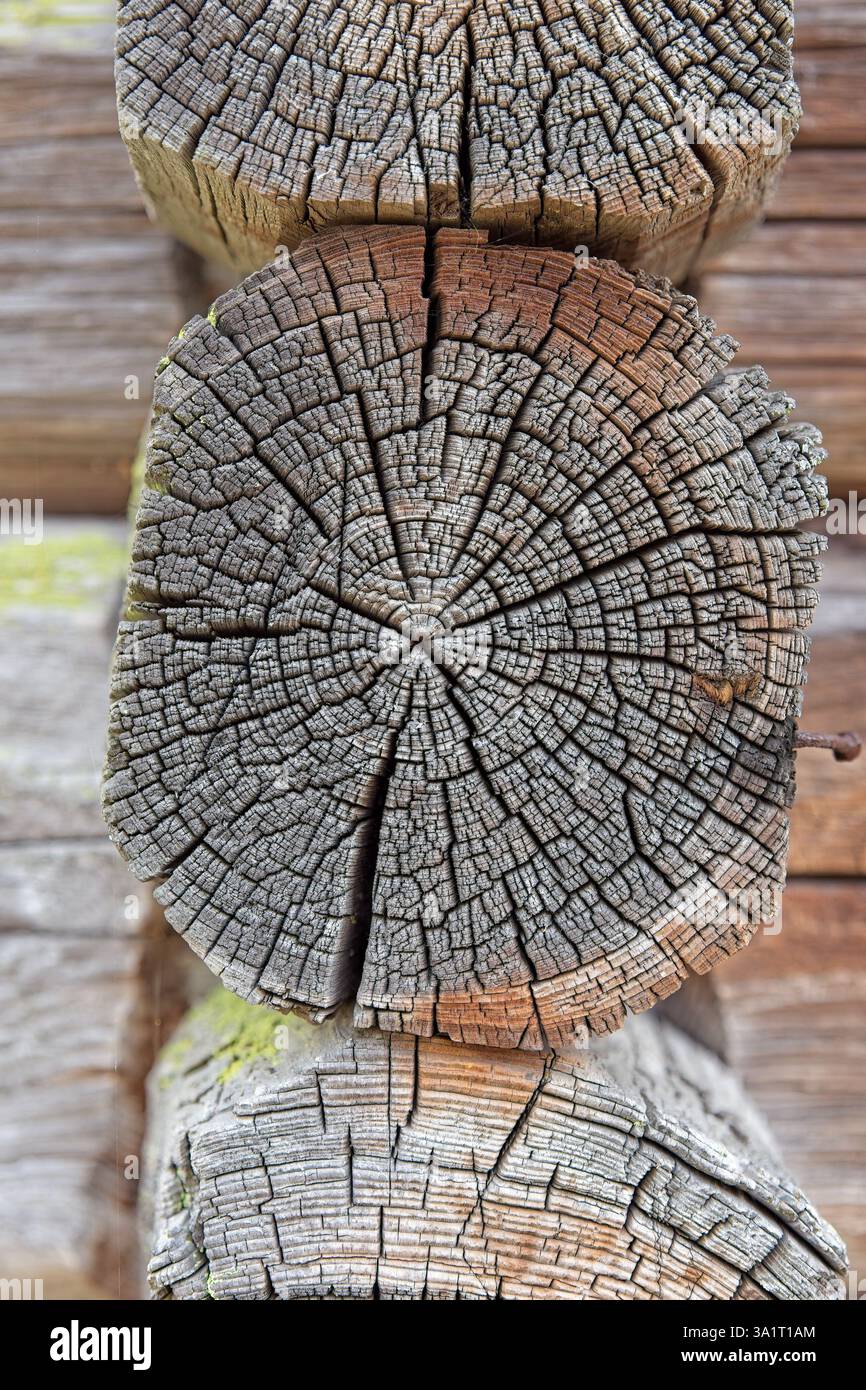 Nahaufnahme des Schnittes eines alten verwitterten Baumstammes mit Rissen und Jahresringen. Stockfoto