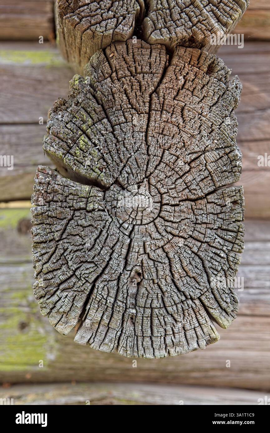 Nahaufnahme des Schnittes eines alten verwitterten Baumstammes mit Rissen und Jahresringen. Stockfoto