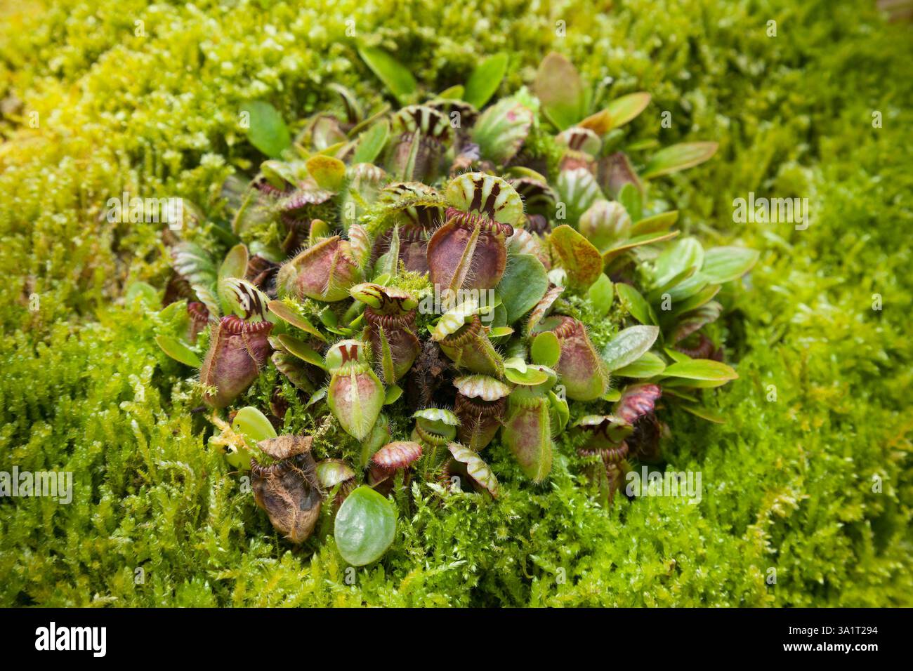 Kleine Nepenthes, Kannenpflanzen, Cephalotus follicularis (auch bekannt als die australische oder Albany Pitcher Plant) Stockfoto