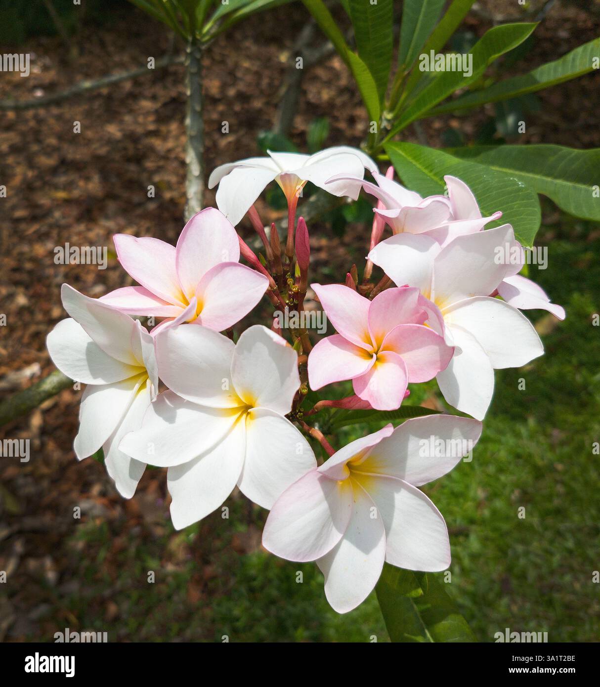 Plumeria-Blüten, auch bekannt als Frangipani Stockfoto
