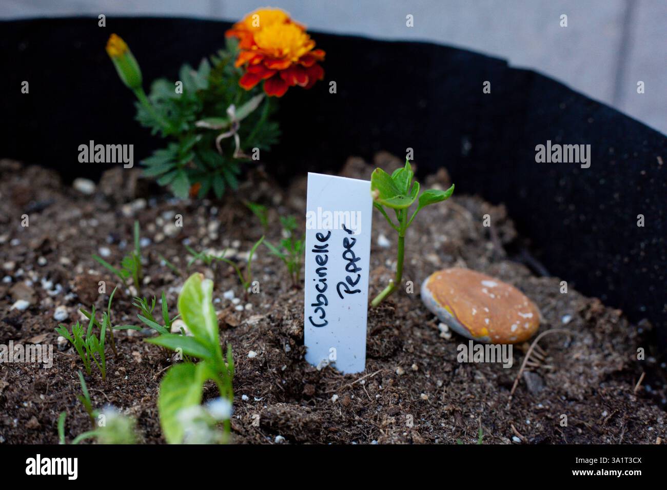 Cubanelle-Pfeffer-Setzling im Boden mit Ringelblume in einem Zuchtbeutel Stockfoto