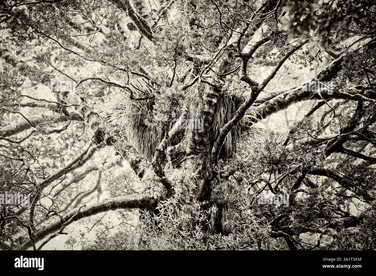 Detail des Kauri-Baumes in Neuzeland Stockfoto