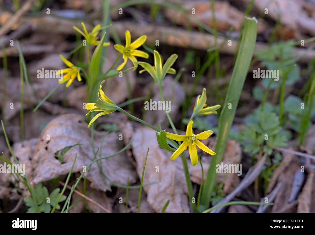 Blume von Gagea lutea, dem gelben Stern von Bethlehem Stockfoto