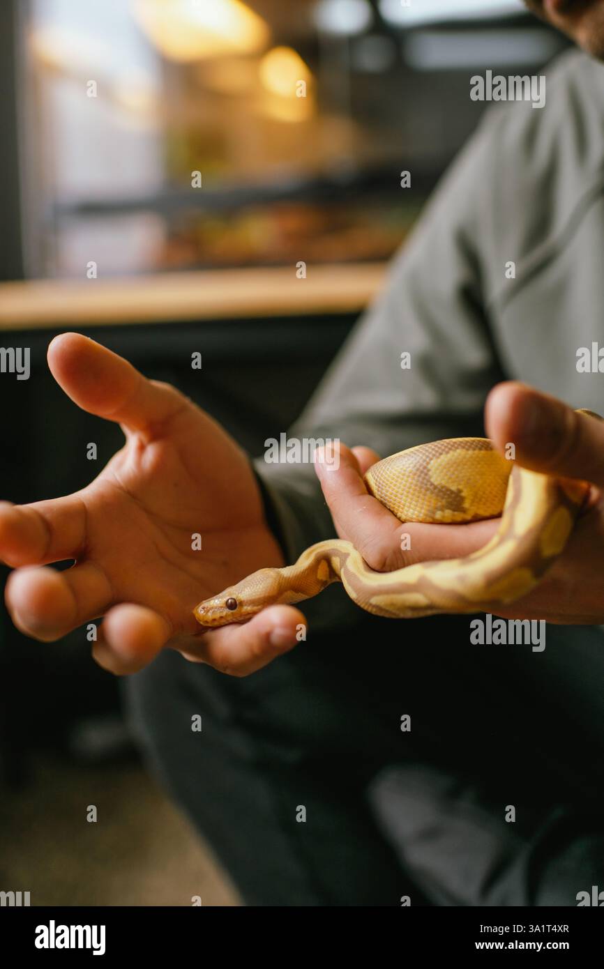 Freundliche Albino-Kugel-Python, die ihren Kopf auf dem Finger eines Mannes auflegt Stockfoto