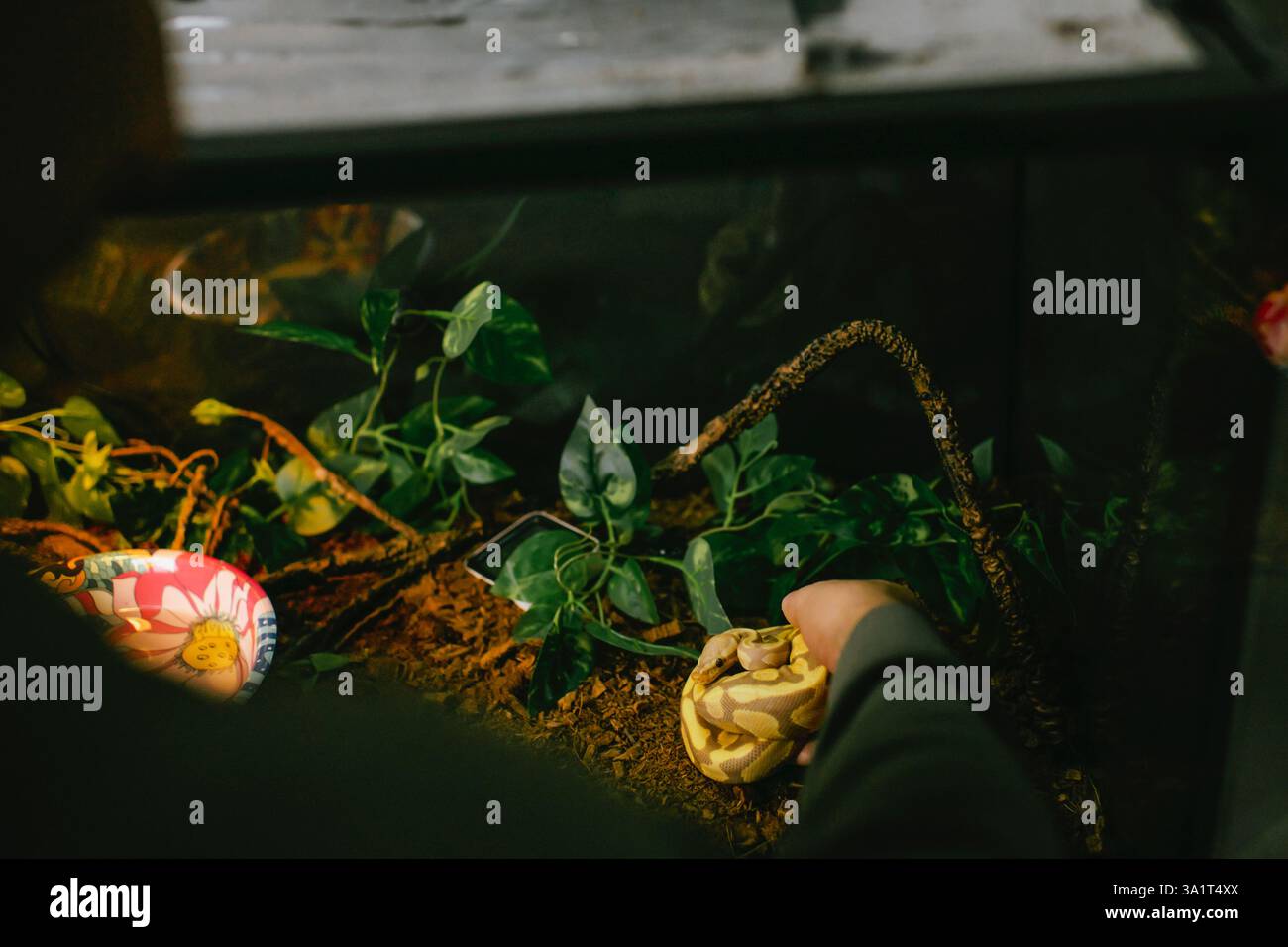 Person, die sanft eine Haustierschlange aus einem naturalistischen Terrarium hebt Stockfoto