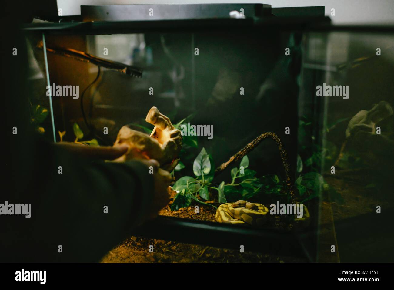 Person, die mit einer Schlange eine Höhle aus Reptilienfellen aus einem Terrarium entfernt Stockfoto