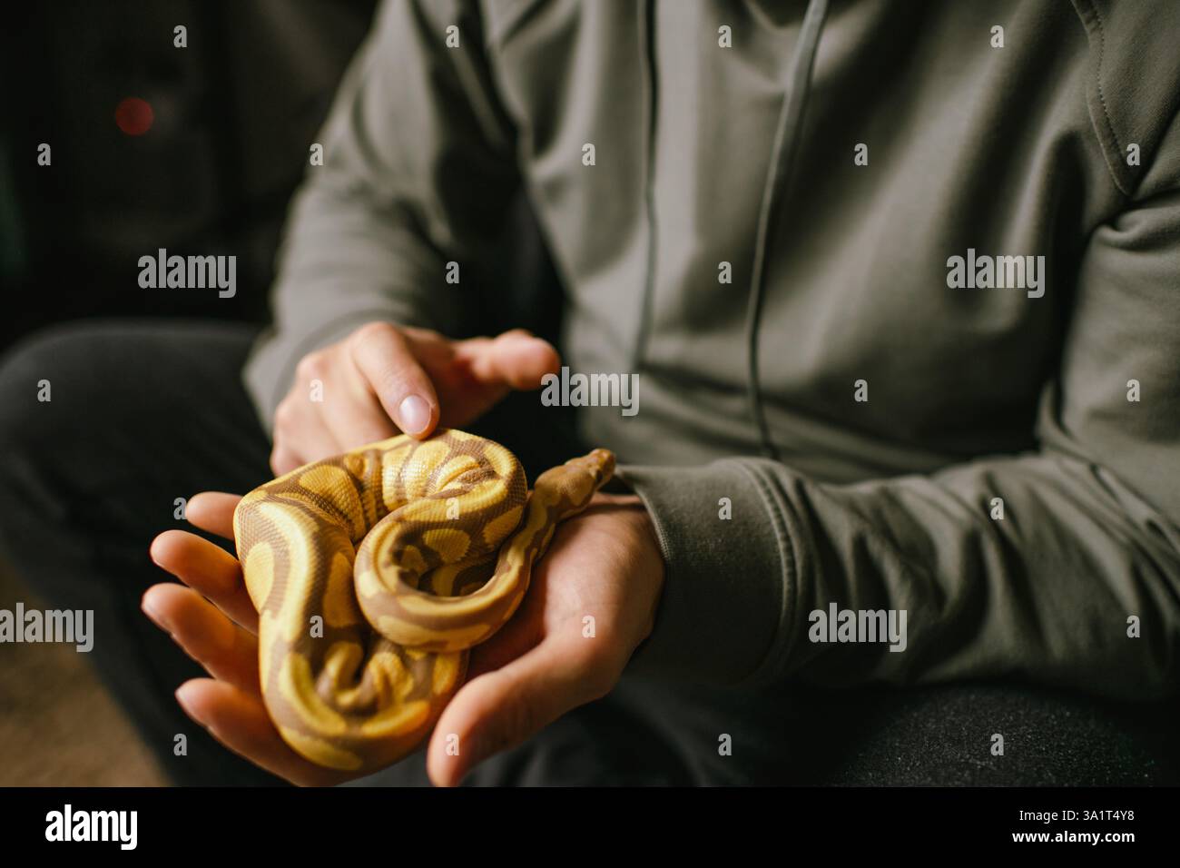 Tierbesitzer halten sanft eine Albino-Kugel-Python in der Hand Stockfoto