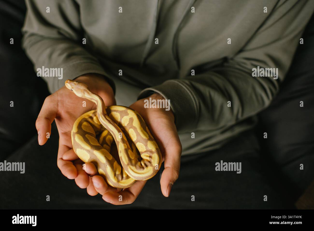 Blick von oben auf den Tierbesitzer, der die Albinoballpython sanft in den Händen hält Stockfoto