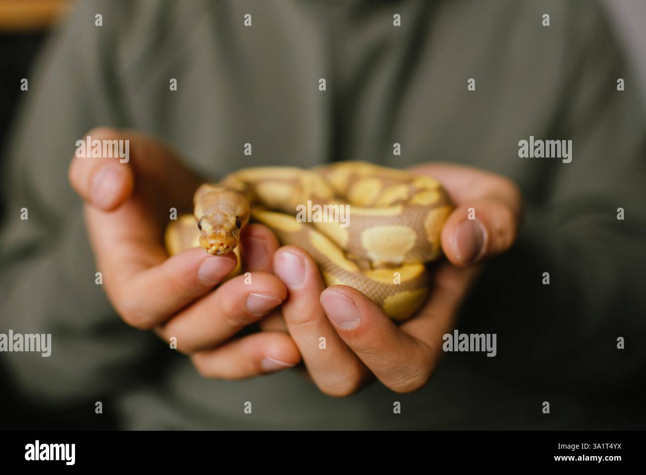 Nahaufnahme einer Albino-Kugelpython, die in den Händen ihres Besitzers gerollt ist Stockfoto