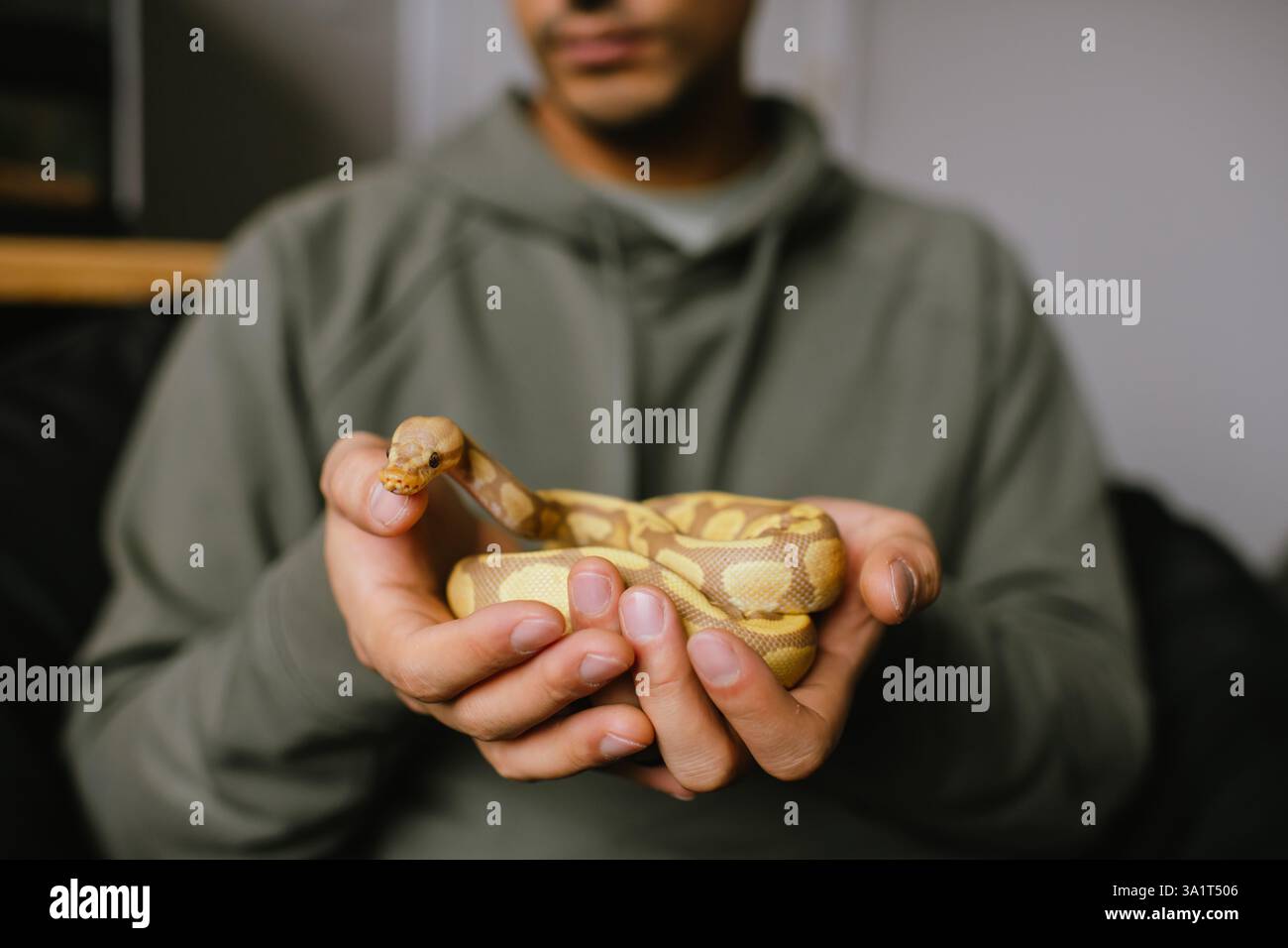 Albinoballpython, der in den Händen des Tierbesitzers liegt, mit erhobenem Kopf Stockfoto