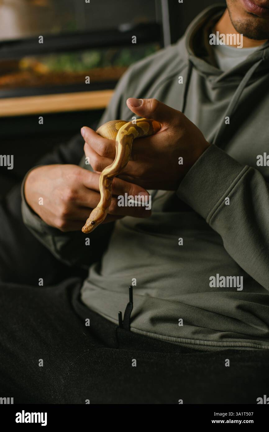 Albino Ball Python erkunden, während sie von ihrem Besitzer behutsam gehalten werden Stockfoto