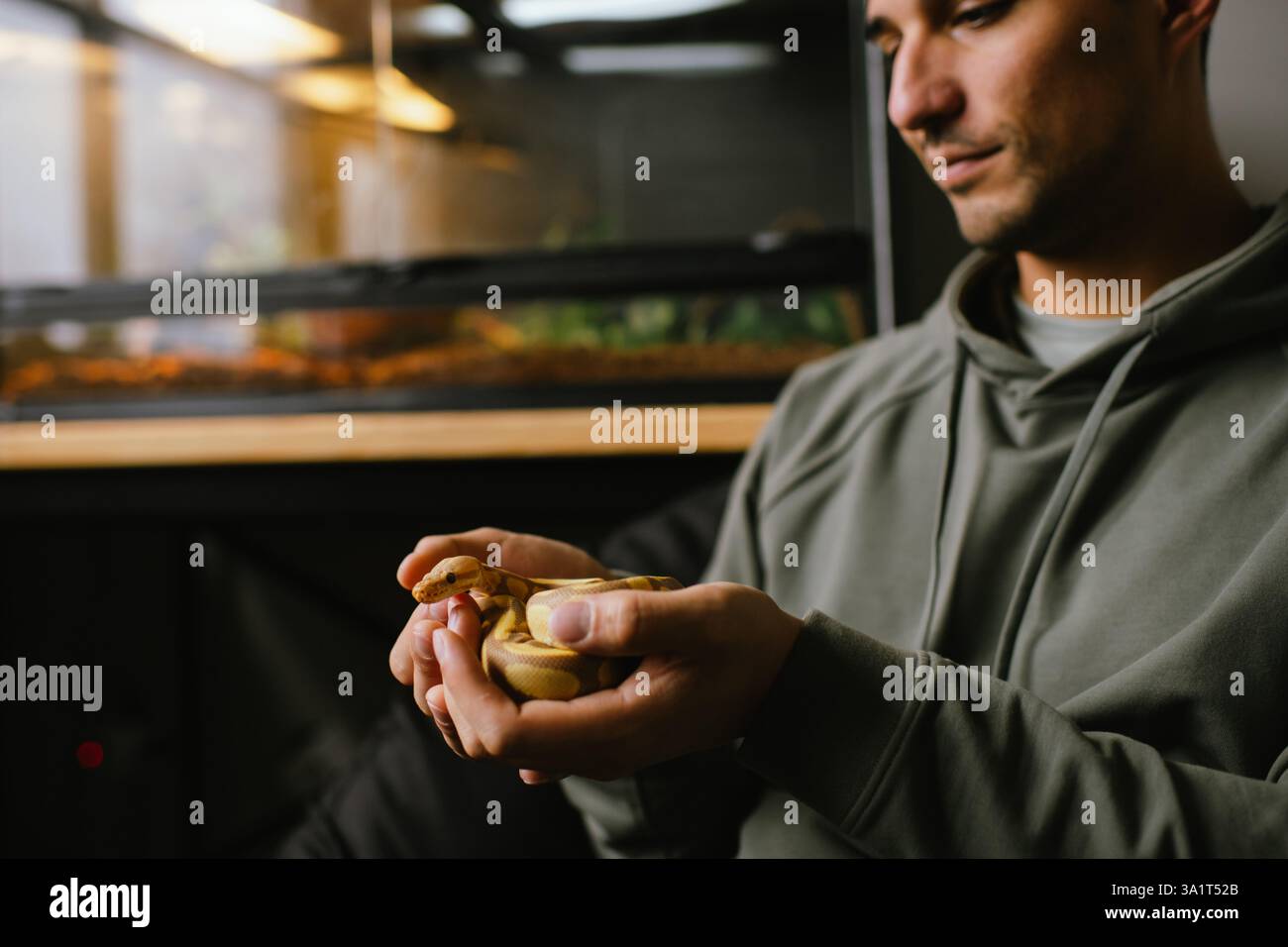 Fröhlicher Haustierbesitzer, der eine Albino-Kugel-Python in der Nähe seines Lebensraums hält Stockfoto