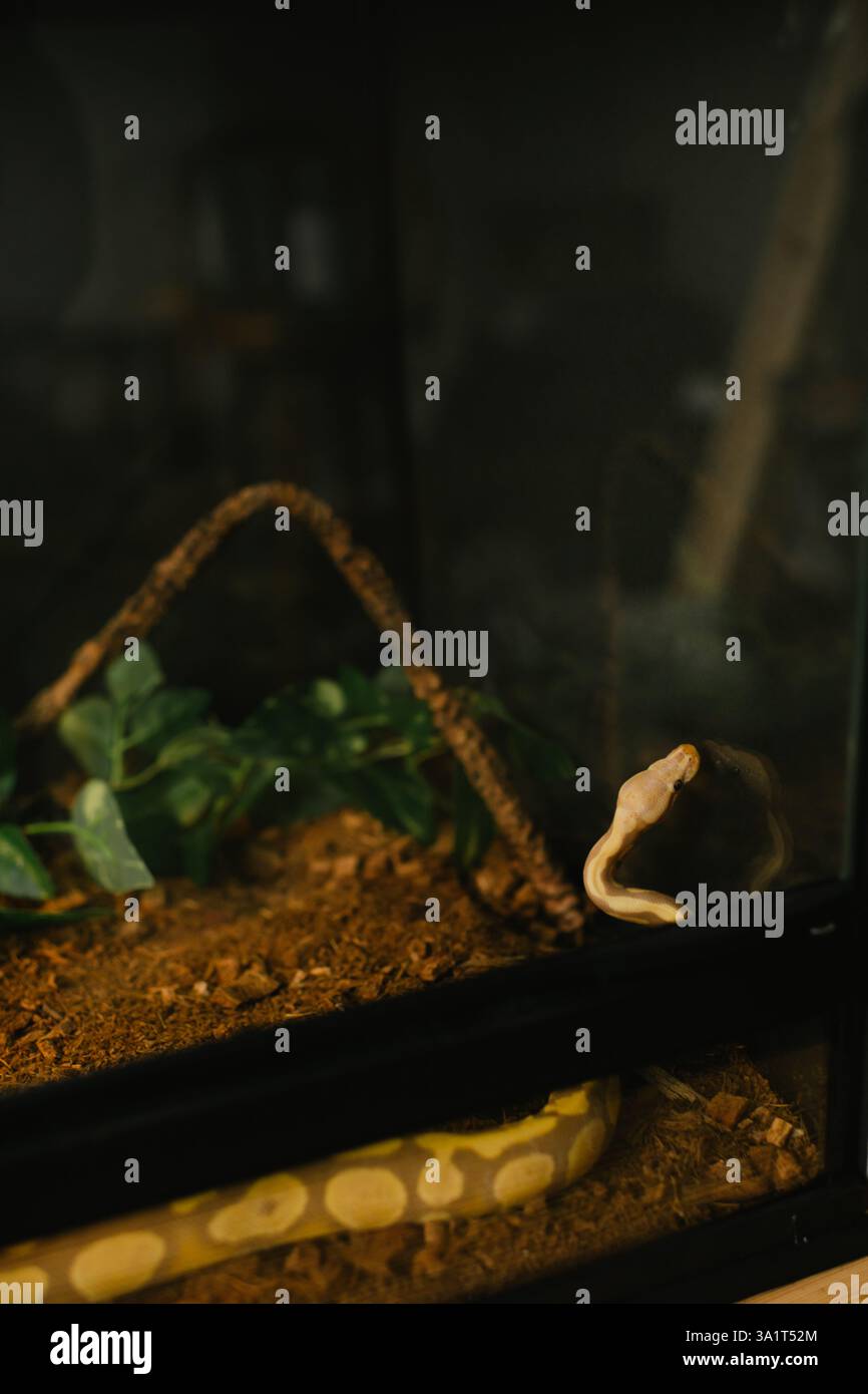 Albinoballpython, die die Wand des Terrariums erforscht Stockfoto