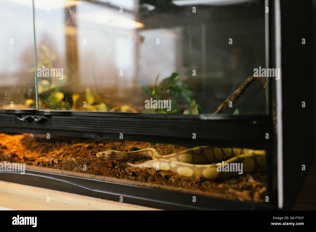 Albino-Ball-Python zur Erkundung des Innenraums des Terrariums Stockfoto