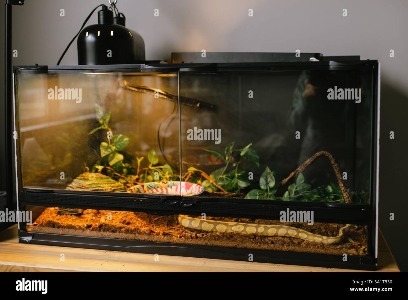Schlange ruht in einem gepflegten Reptilienterarium zu Hause Stockfoto