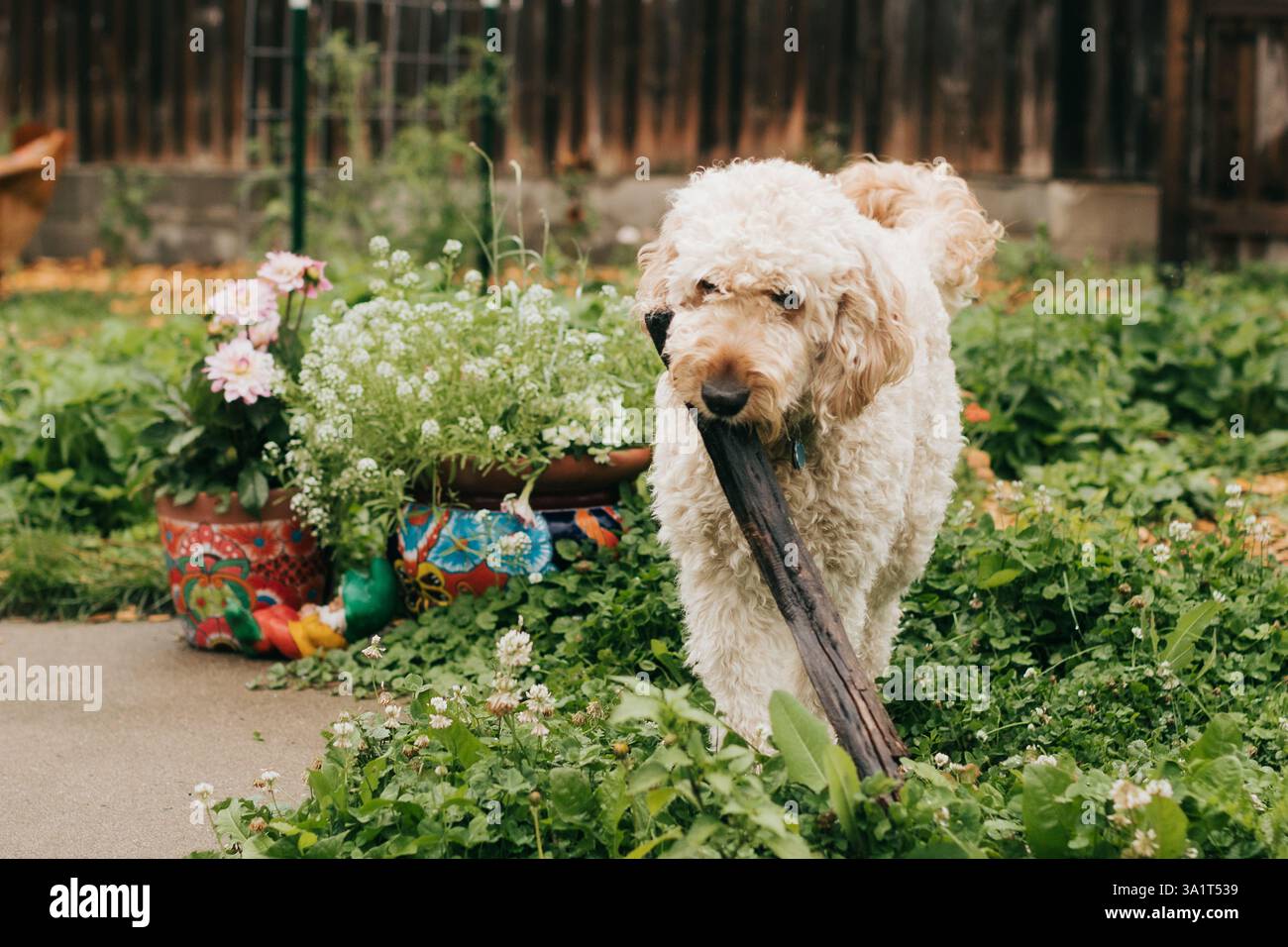 Goldendoodle trägt am Sommertag Baumstämme durch den Garten Stockfoto