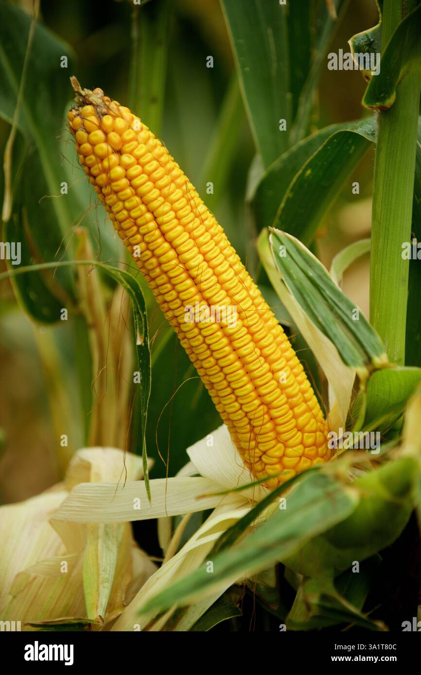 Reifer Mais auf den Feldern Stockfoto