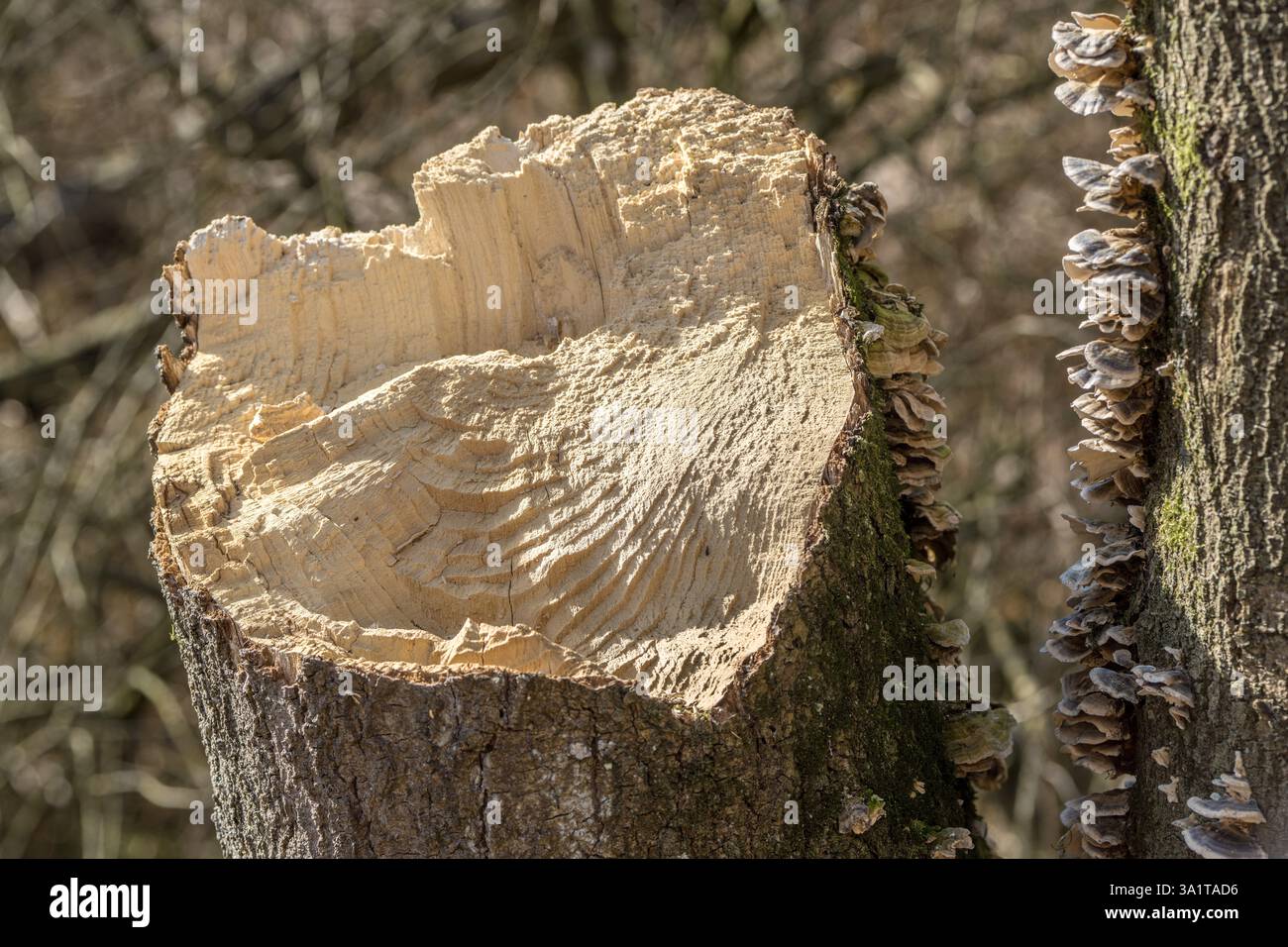 Eine tote Weide ist umgefallen Stockfoto