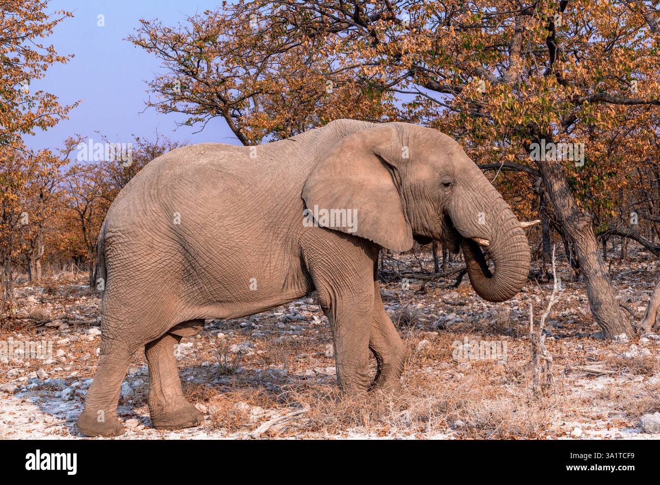 Afrika - Seitenansicht afrikanischer Elefanten, die Blätter fressen Stockfoto