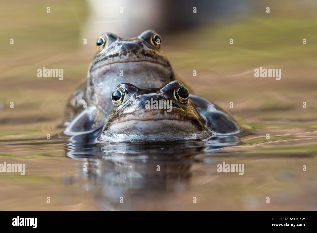 Europäische Frösche oder gewöhnliche Frösche (Rana temporaria) während der Brutsaison Stockfoto