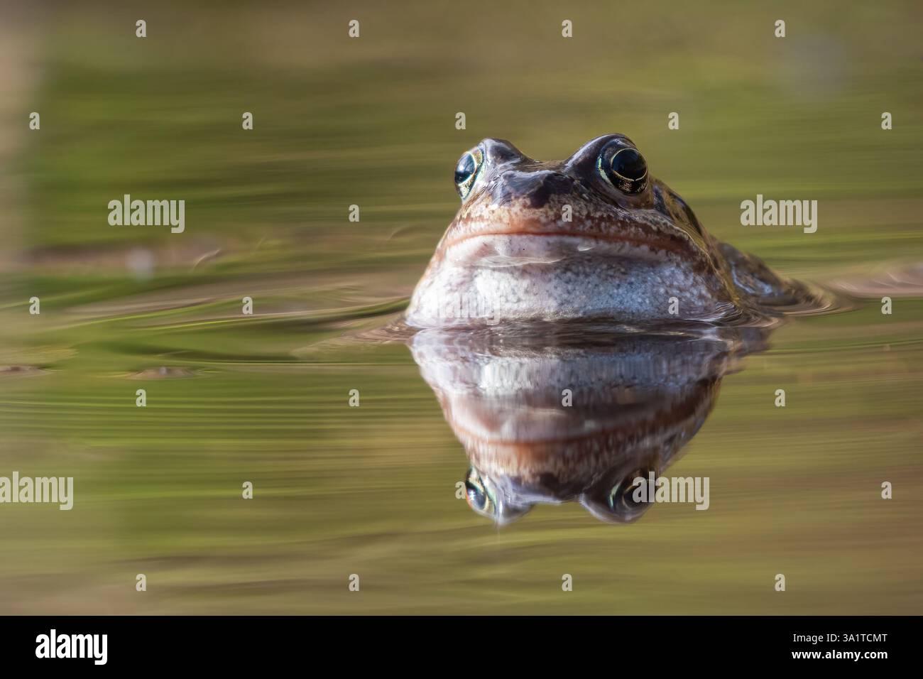 Europäischer oder gemeiner Frosch (Rana temporaria) Stockfoto