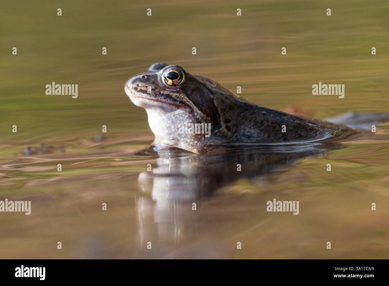 Europäischer oder gemeiner Frosch (Rana temporaria) Stockfoto