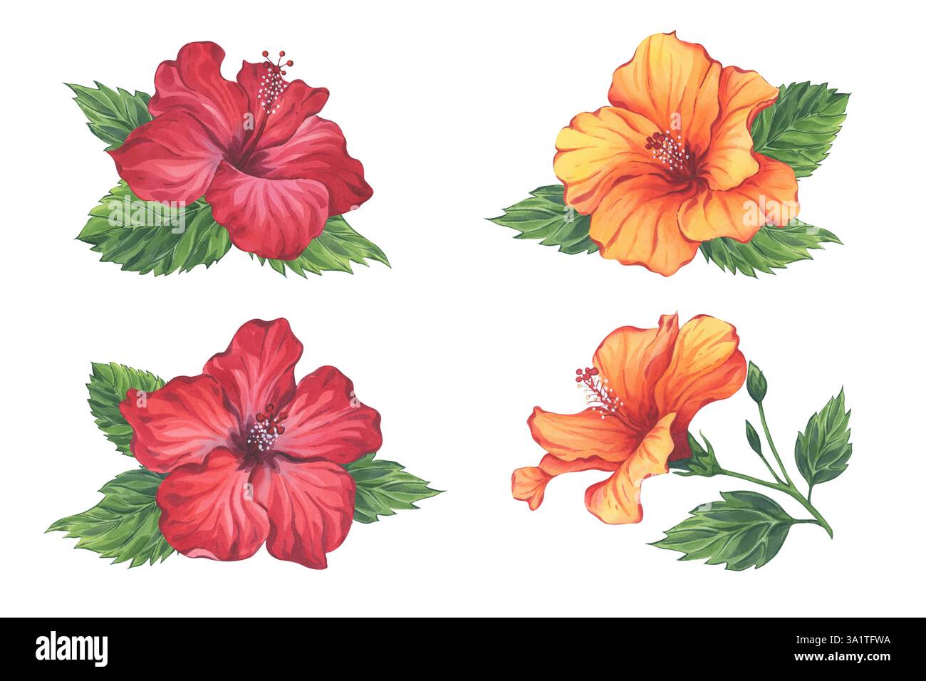 Aquarellset von roten und orangen Hibiskusblüten Stockfoto