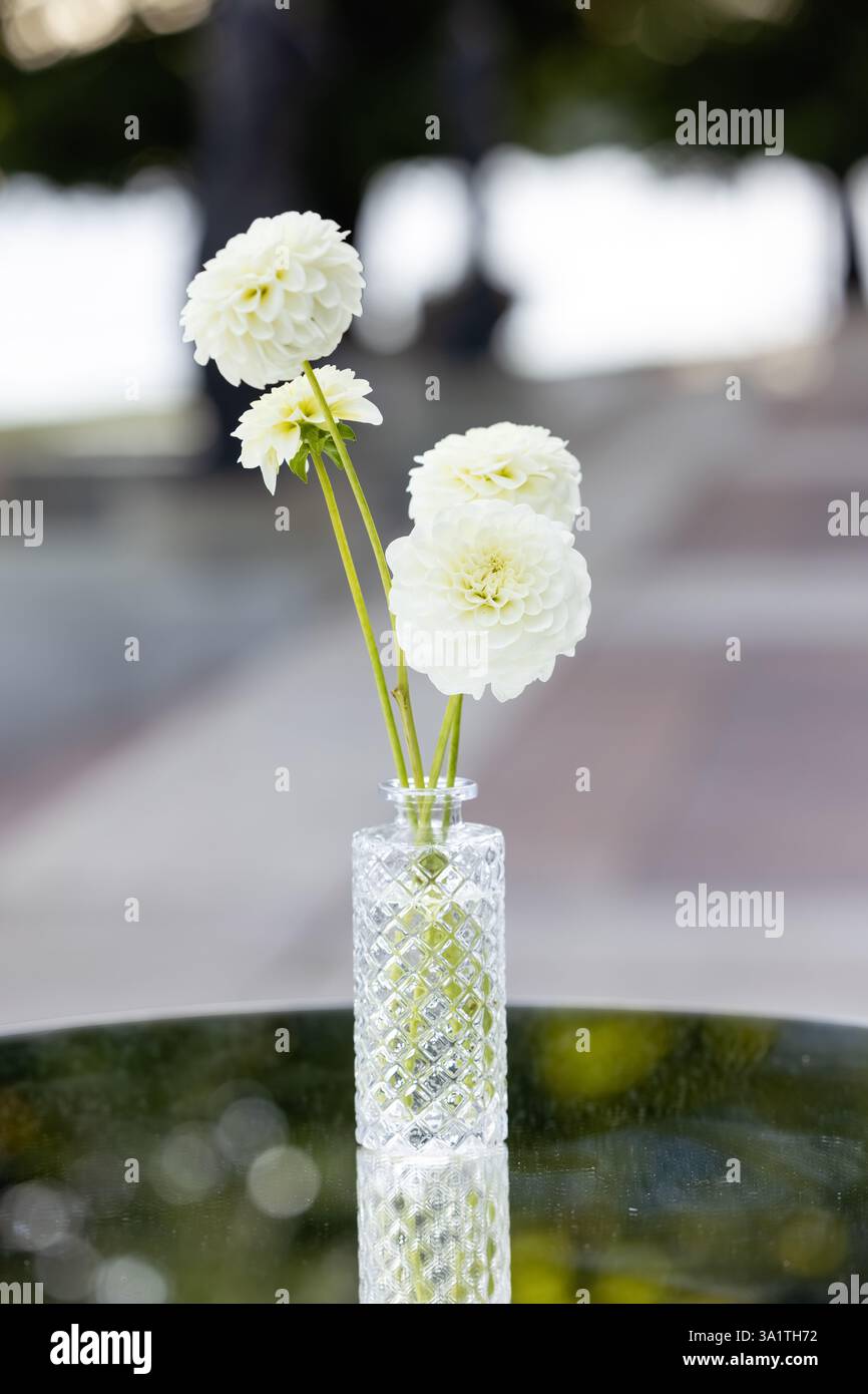 Schöne weiße Gerbera-Blüten in einer Vase mit Stielen ohne Blätter. Stockfoto