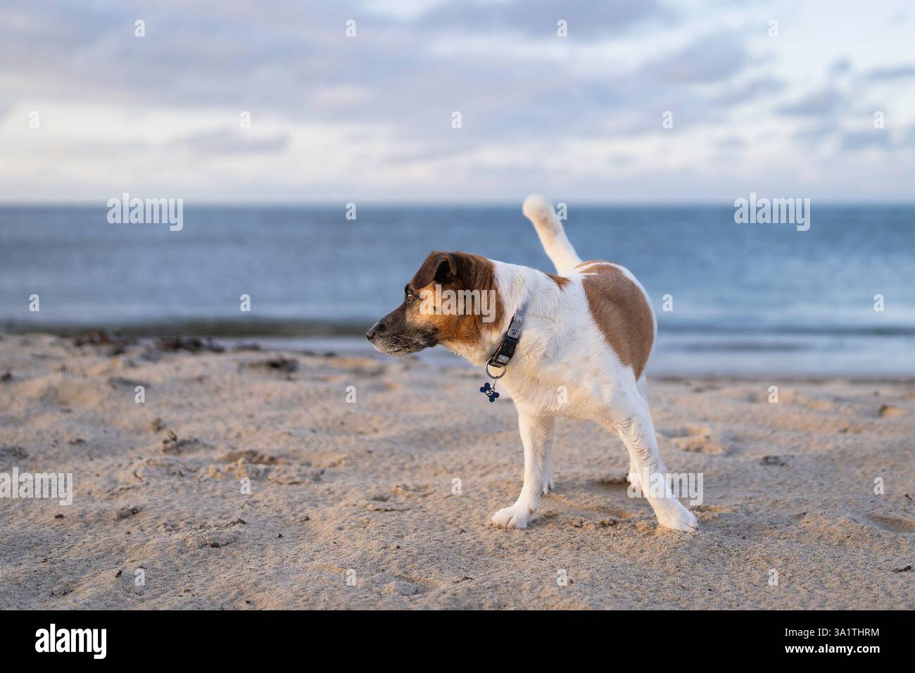 Porträt von Jack Russell Terrie am Strand bei Sonnenuntergang. Glatter Mantel Jack Russell Terrier an einem Sandstrand bei Sonnenuntergang. Stockfoto