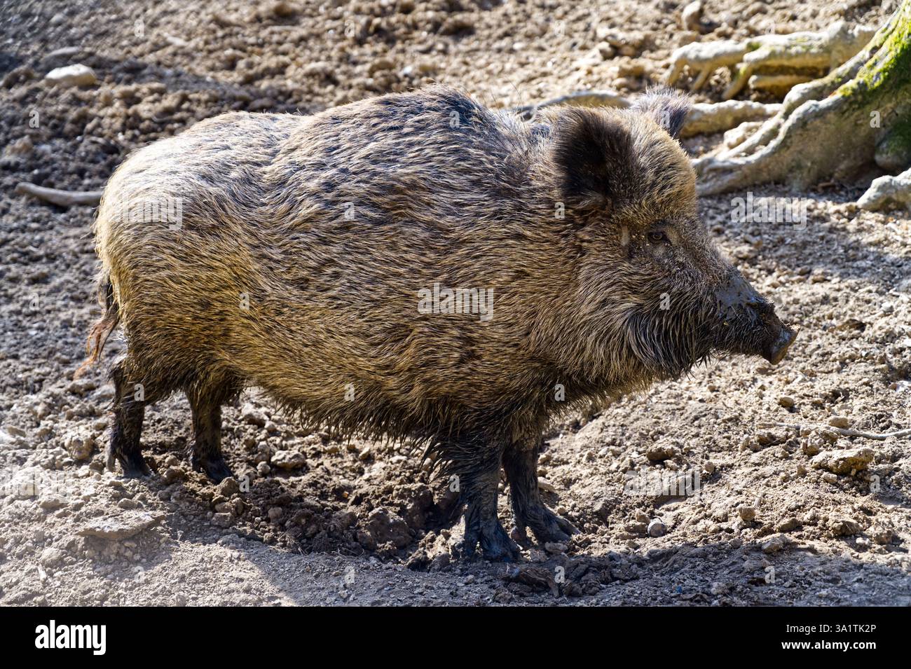 Wildschweine, Wildschweine, die in einer schönen Pose stehen, den ganzen Körper sehen, schöne Beleuchtung in der Natur Stockfoto