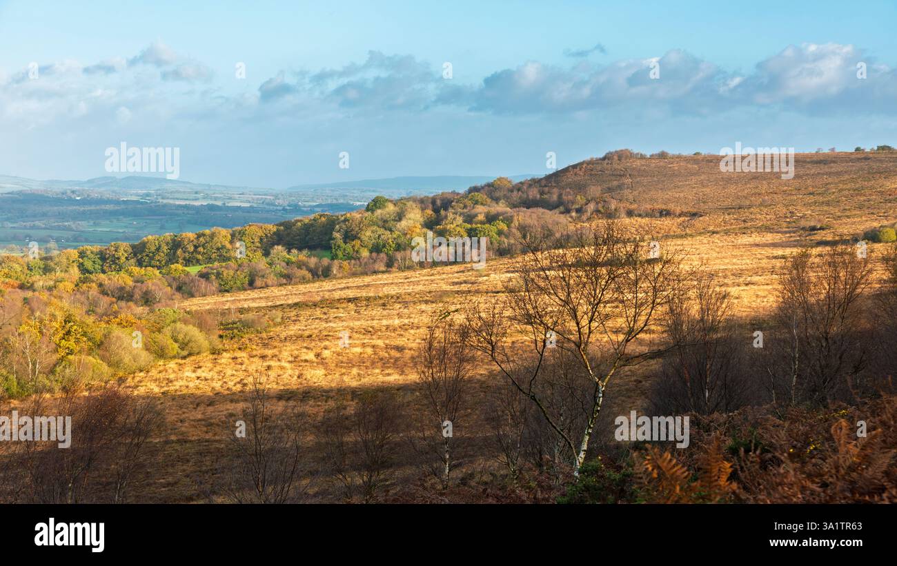 Black Down Common und Sampford Point in der Blackdown Hills National Landscape, Devon, England. Stockfoto Black Down Common und Sampford Point in der Blackdown Hills National Landscape, Devon, England. Stockfoto