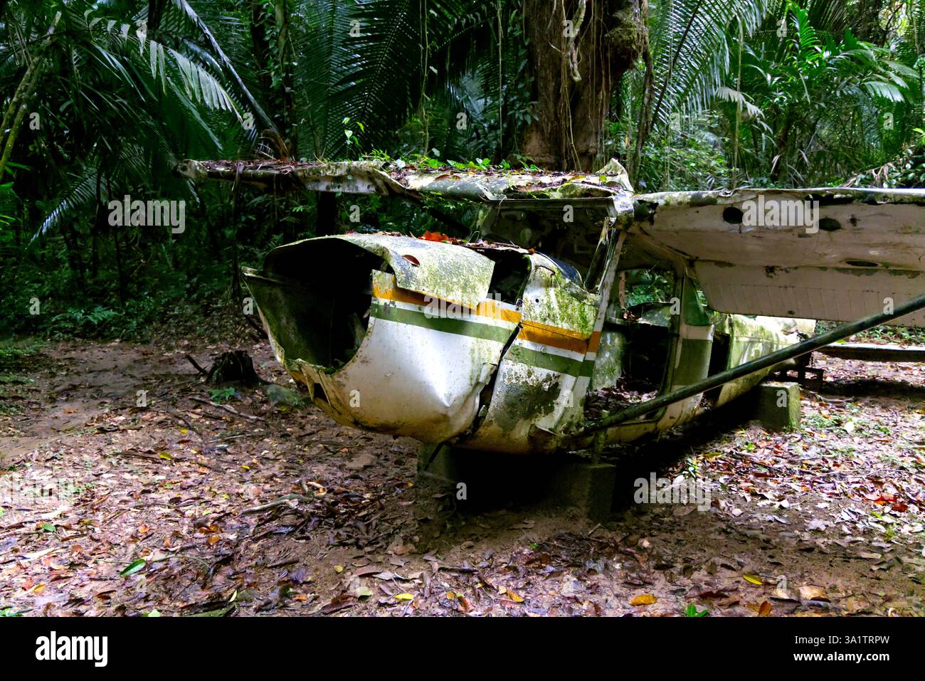 Das Flugzeug stürzte im Cockscomb Basin Wildlife Sanctuary Forest in Belize ab Stockfoto