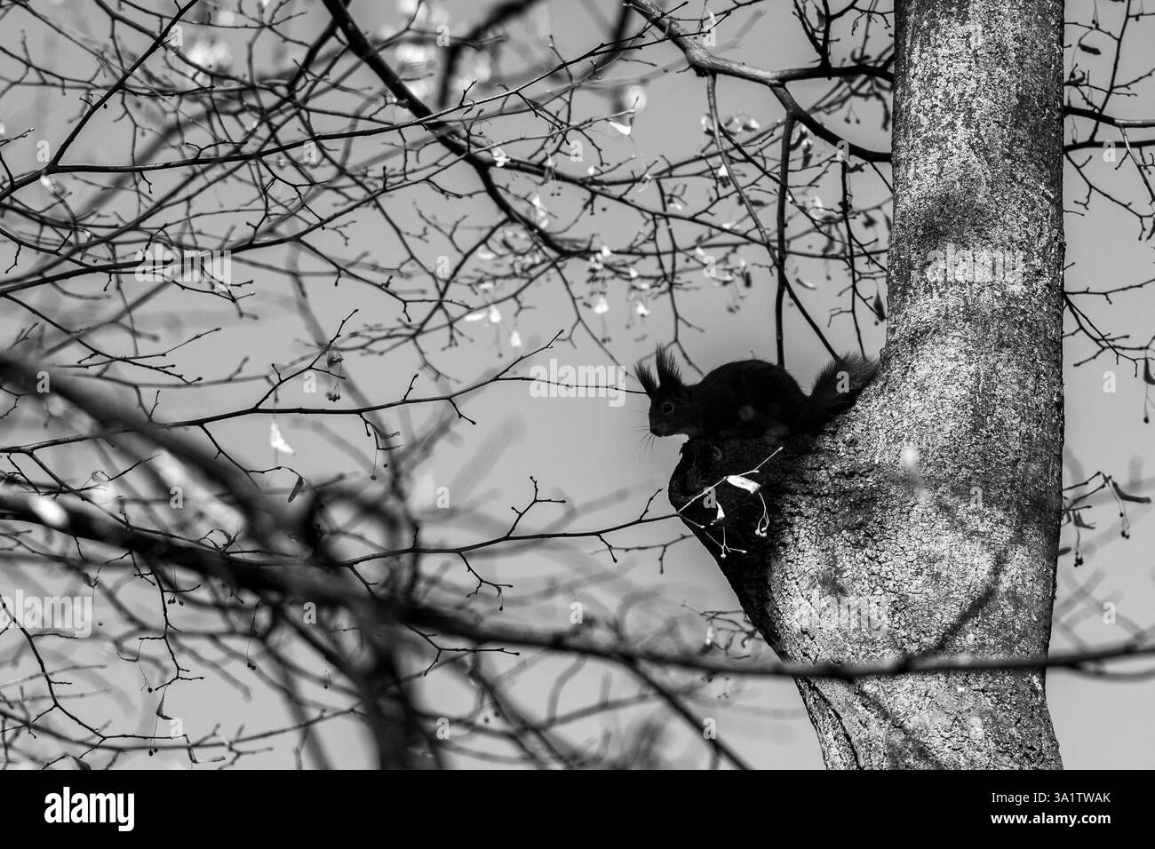 Niedliches Eichhörnchen klettert auf einen Baum im Letna Park in Prag, Tschechische Republik Stockfoto