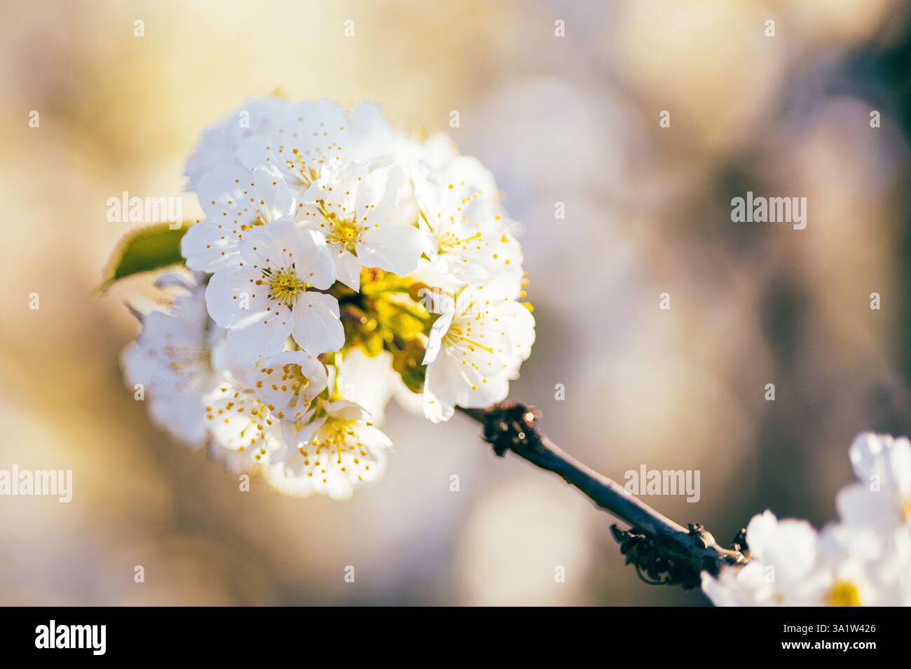 Kirschblüten blühen im Frühling, an einem sonnigen Tag. Stockfoto