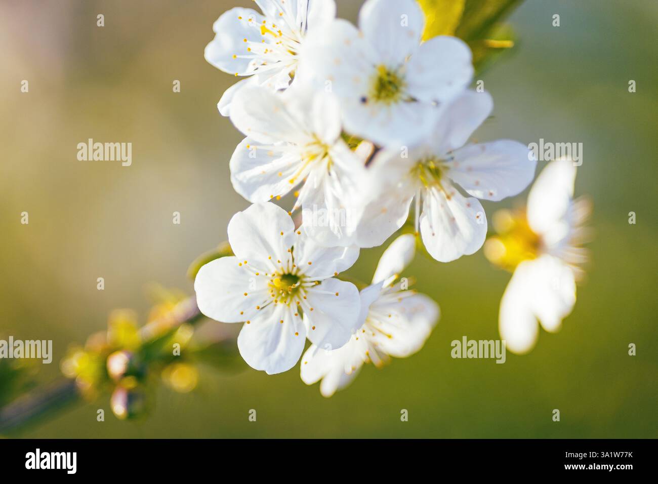 Kirschblüten blühen im Frühling, an einem sonnigen Tag. Stockfoto
