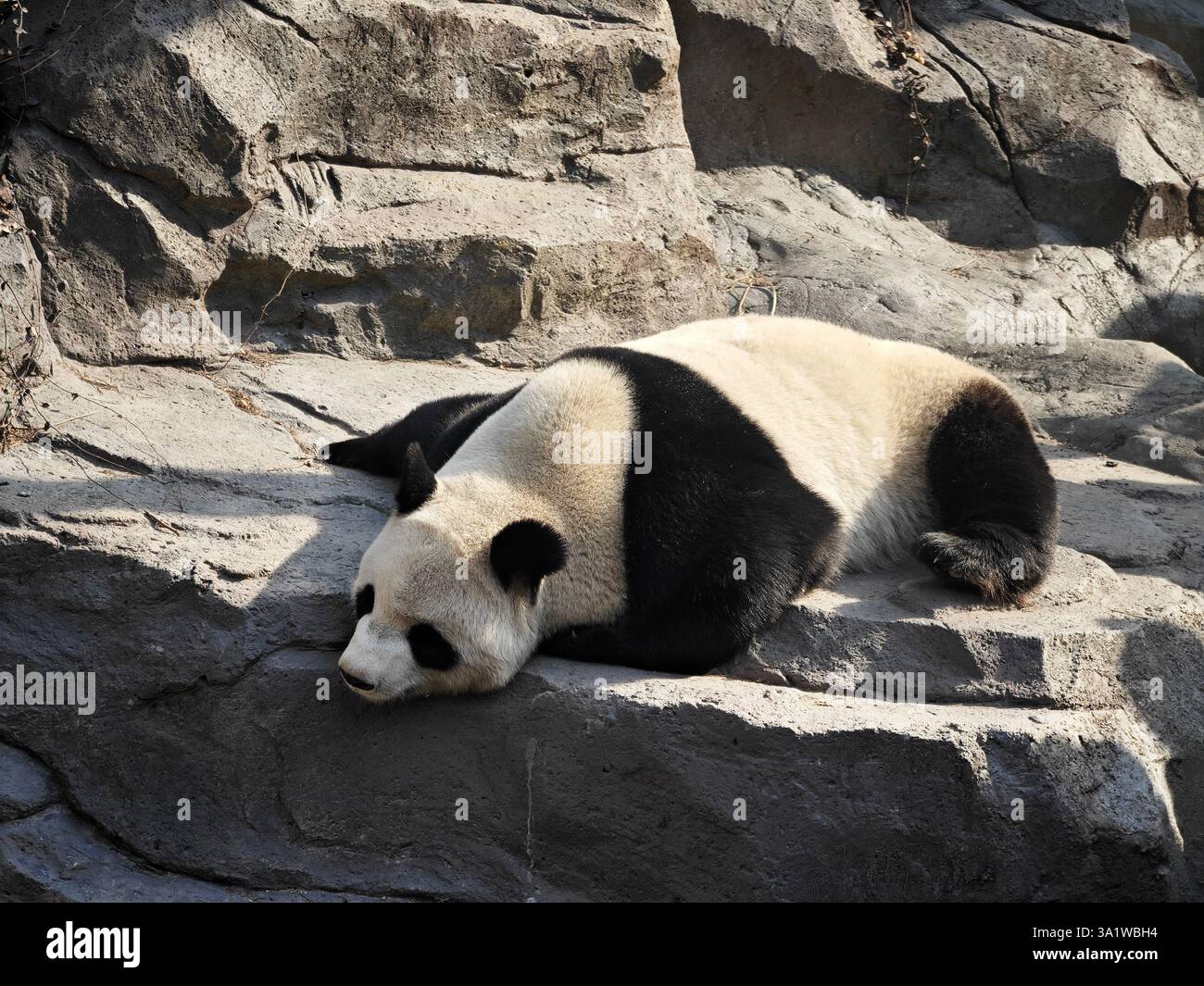 Ein riesiger Panda, der auf dem Felsen im Zoo schläft Stockfoto
