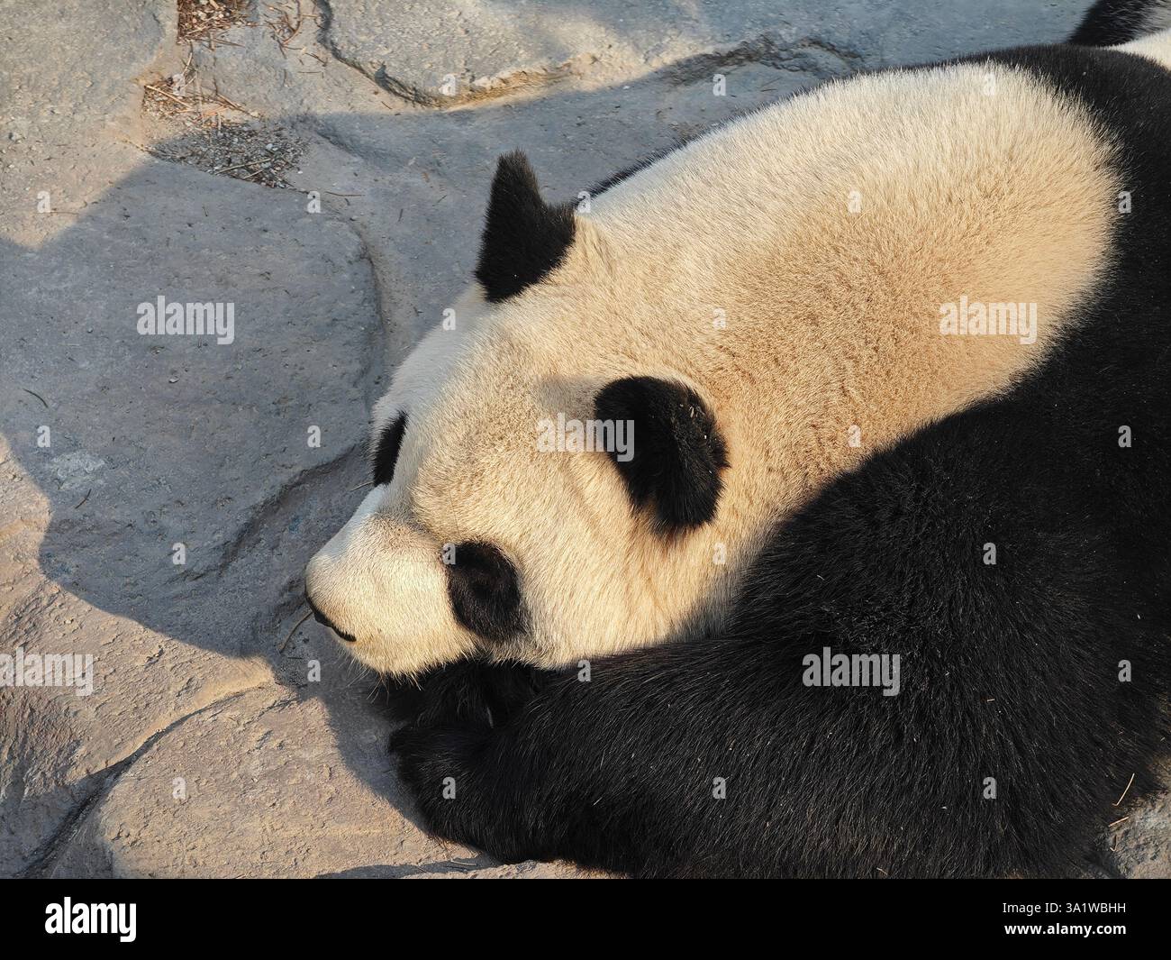 Riesenpanda schlafen am sonnigen Nachmittag im Zoo Stockfoto