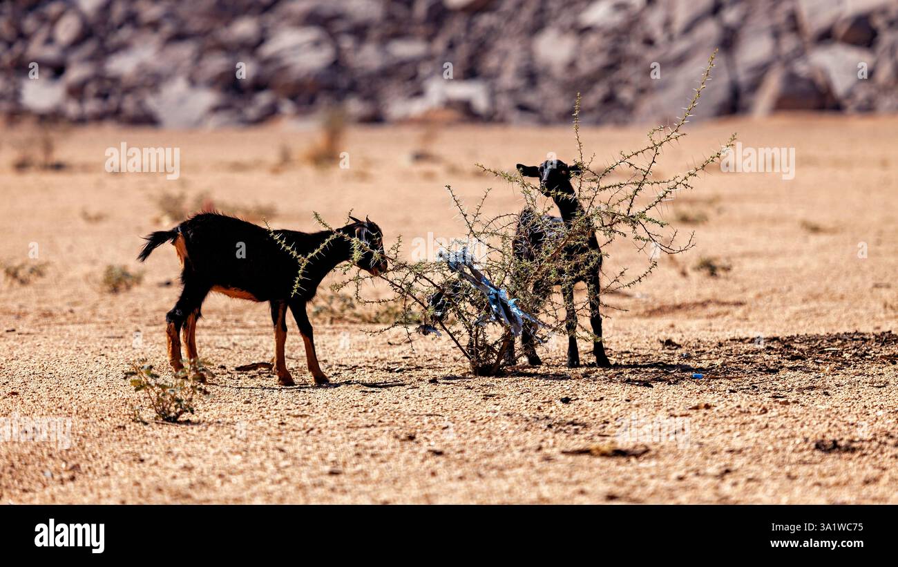 Ziegen in der sahara Stockfoto