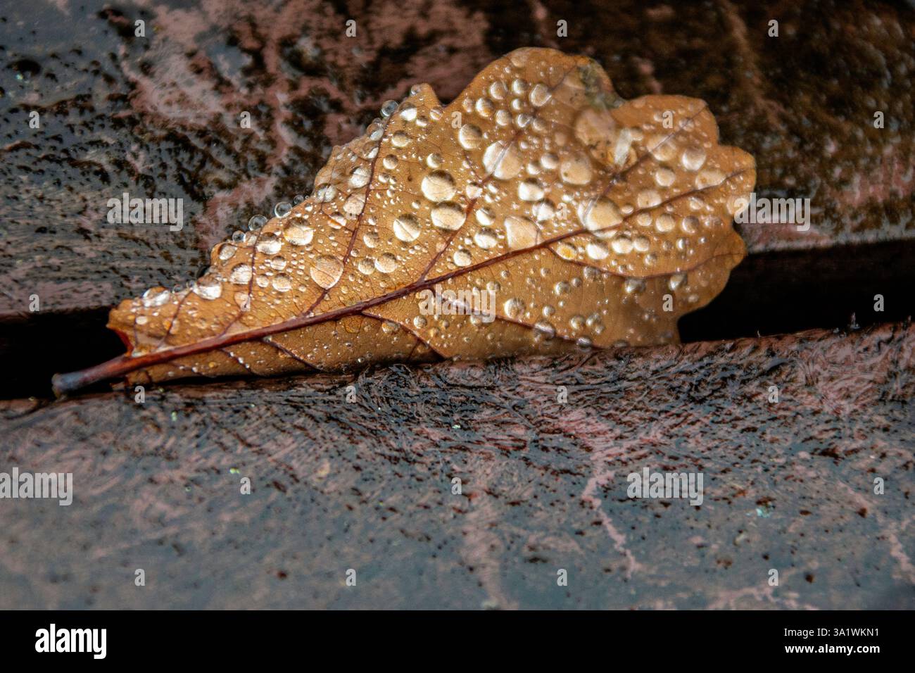 Durch den Riss fallen Wassertropfen, die stolz auf einem braunen, verrottenden Eichenblatt stehen. Stockfoto