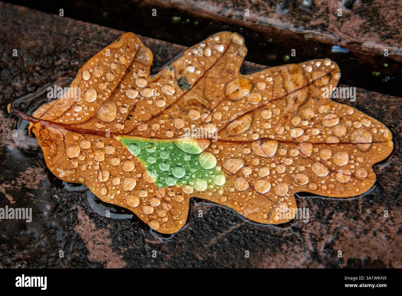 Wassertropfen stehen stolz auf einem grün-braunen, verfaulenden Eichenblatt. Stockfoto