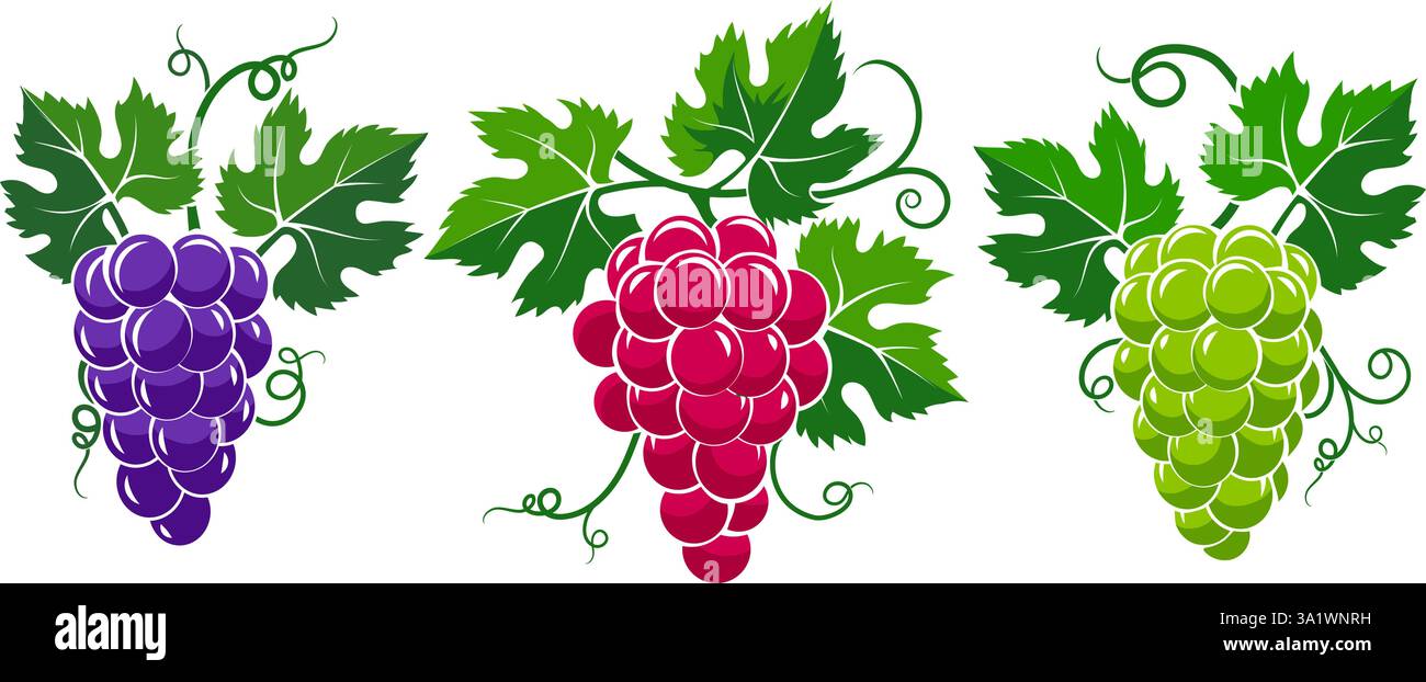 Grüne rote violette Trauben Stock Vektor