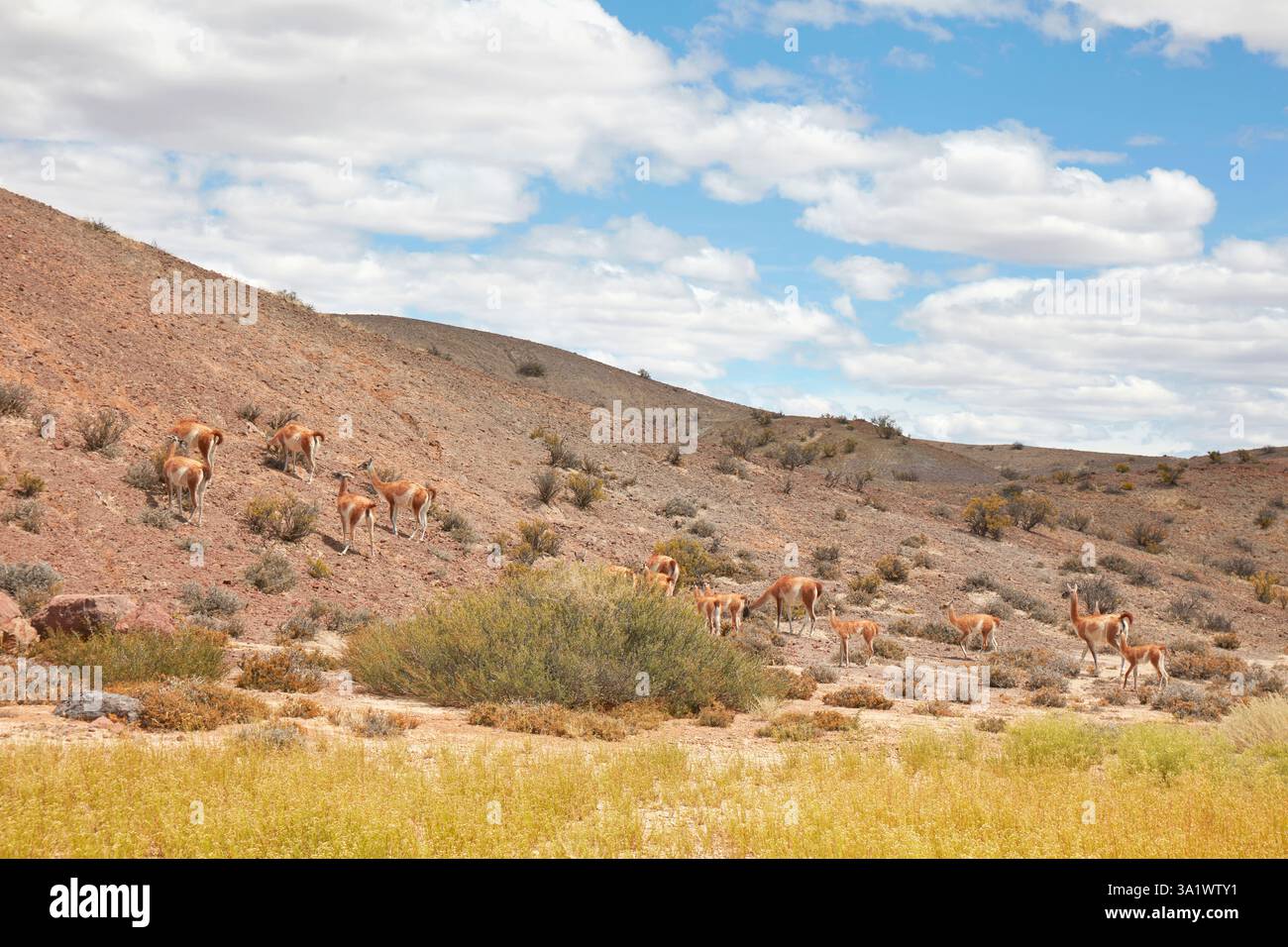 Guanacos im Bosques Petrificados de Jaramillo Nationalpark, Santa Cruz, Deseado, Patagonien, Argentinien. Stockfoto