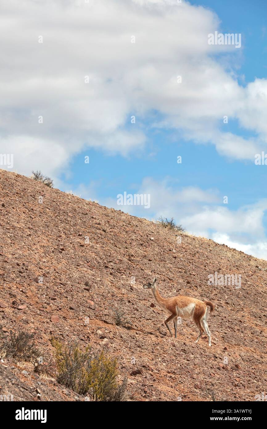 Ein Guanaco im Bosques Petrificados de Jaramillo Nationalpark, Santa Cruz, Deseado, Patagonien, Argentinien. Stockfoto